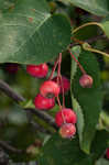 Serviceberry